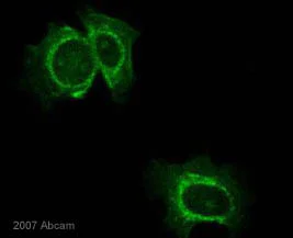 Immunocytochemistry/ Immunofluorescence - Anti-M6PR (cation independent) antibody (AB12894)