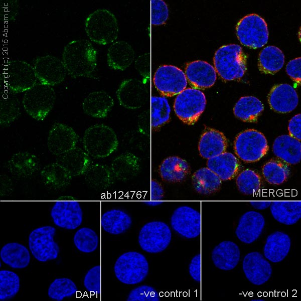 Immunocytochemistry/ Immunofluorescence - Anti-M6PR (cation independent) antibody [EPR6599] (ab124767), expandable thumbnail