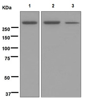 Western blot - Anti-M6PR (cation independent) antibody [EPR6599] (AB124767), expandable thumbnail