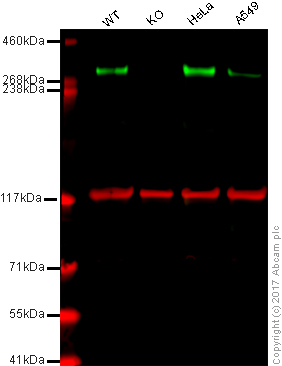 Western blot - Anti-M6PR (cation independent) antibody [EPR6599] (AB124767), expandable thumbnail