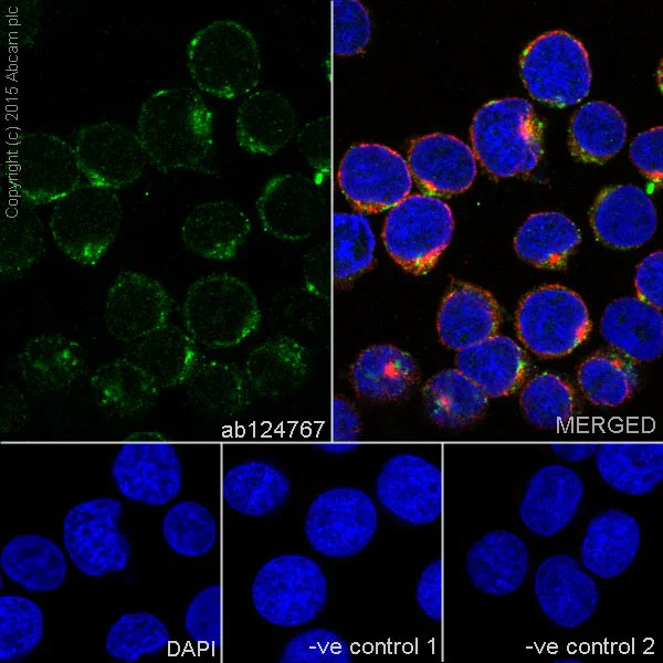 Immunocytochemistry/ Immunofluorescence - Anti-M6PR (cation independent) antibody [EPR6599] - BSA and Azide free (AB226090)