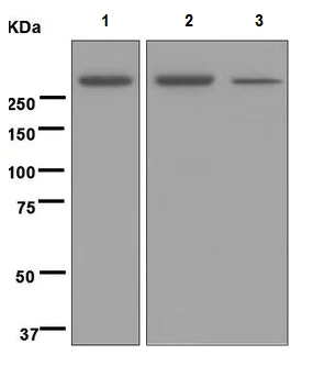 Western blot - Anti-M6PR (cation independent) antibody [EPR6599] - Lysosome Membrane Marker (AB124767)
