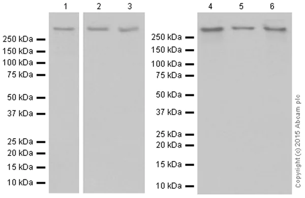 Western blot - Anti-M6PR (cation independent) antibody [EPR6599] - Lysosome Membrane Marker (AB124767)