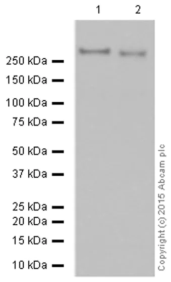 Western blot - Anti-M6PR (cation independent) antibody [EPR6599] - Lysosome Membrane Marker (AB124767)