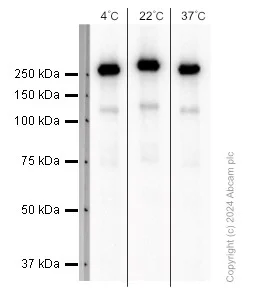 Western blot - Anti-M6PR (cation independent) antibody [EPR6599] - Lysosome Membrane Marker (AB124767)