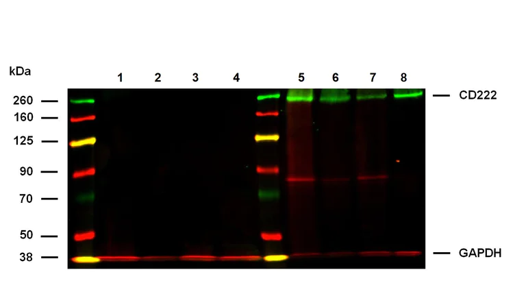 Western blot - Anti-M6PR (cation independent) antibody [MEM-238] - Lysosome Membrane Marker (AB8093)