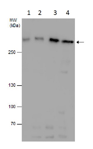 Western blot - Anti-M6PR (cation independent) antibody - N-terminal (AB227595), expandable thumbnail