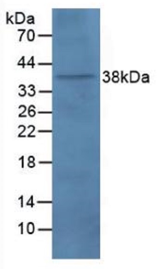Western blot - Anti-MA2 antibody (AB232825)