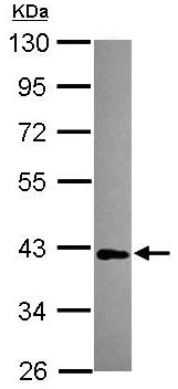 Western blot - Anti-MAB21L1 antibody (AB154311)