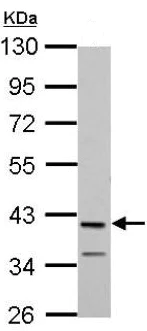 Western blot - Anti-MAB21L1 antibody (AB154311)