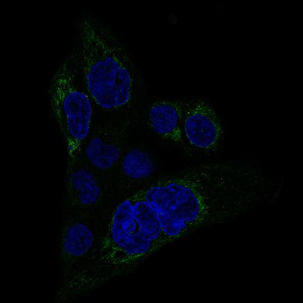 Immunocytochemistry/ Immunofluorescence - Anti-MACC1 antibody [CL0856] (AB242199), expandable thumbnail