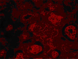 Immunohistochemistry (Formalin/PFA-fixed paraffin-embedded sections) - Anti-MACF1 antibody (AB117418)