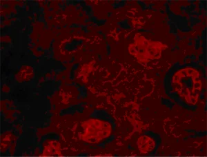 Immunohistochemistry (Formalin/PFA-fixed paraffin-embedded sections) - Anti-MACF1 antibody (AB117418)