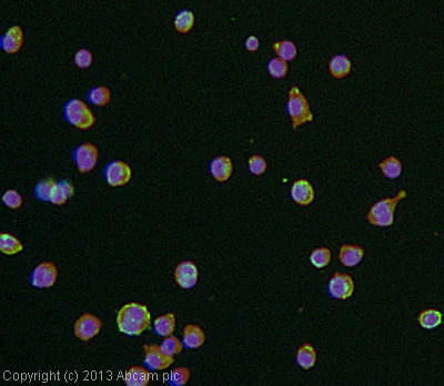 Immunocytochemistry/ Immunofluorescence - Anti-Macrophage antibody [RM0029-11H3] (AB56297)