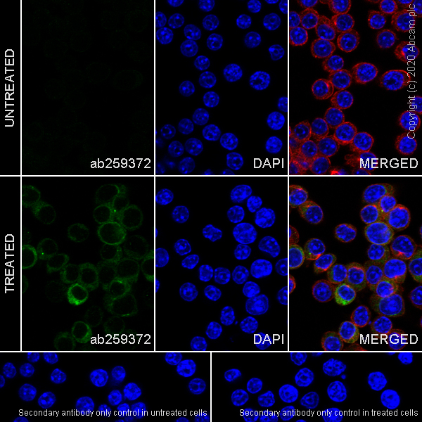Immunocytochemistry/ Immunofluorescence - Anti-Macrophage Inflammatory Protein 1 alpha / CCL3 + CCL3L1 antibody [EPR23751-54] (ab259372), expandable thumbnail