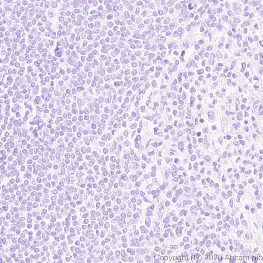 Immunohistochemistry (Formalin/PFA-fixed paraffin-embedded sections) - Anti-Macrophage Inflammatory Protein 1 alpha / CCL3 + CCL3L1 antibody [EPR23751-54] (ab259372), expandable thumbnail