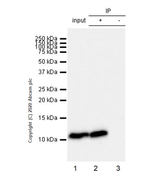 Immunoprecipitation - Anti-Macrophage Inflammatory Protein 1 alpha / CCL3 + CCL3L1 antibody [EPR23751-54] (AB259372), expandable thumbnail