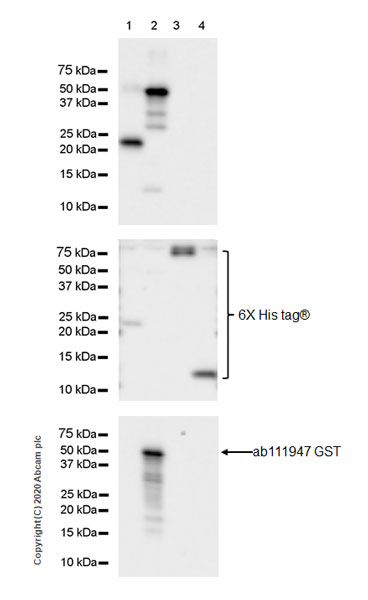 Western blot - Anti-Macrophage Inflammatory Protein 1 alpha / CCL3 + CCL3L1 antibody [EPR23751-54] (ab259372), expandable thumbnail