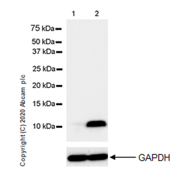 Western blot - Anti-Macrophage Inflammatory Protein 1 alpha / CCL3 + CCL3L1 antibody [EPR23751-54] (ab259372), expandable thumbnail
