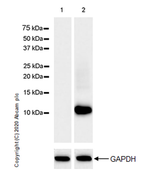Western blot - Anti-Macrophage Inflammatory Protein 1 alpha / CCL3 + CCL3L1 antibody [EPR23751-54] (AB259372), expandable thumbnail