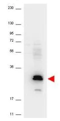 Western blot - Anti-Macrophage Inflammatory Protein 3 alpha antibody (AB106009)