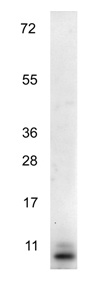Western blot - Anti-Macrophage Inflammatory Protein 3 alpha antibody (AB106151)