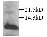 Western blot - Anti-Macrophage Inflammatory Protein 3 alpha antibody (AB25123)