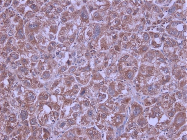 Immunohistochemistry (Formalin/PFA-fixed paraffin-embedded sections) - Anti-Macrophage Inflammatory Protein 3 alpha antibody (AB9829), expandable thumbnail