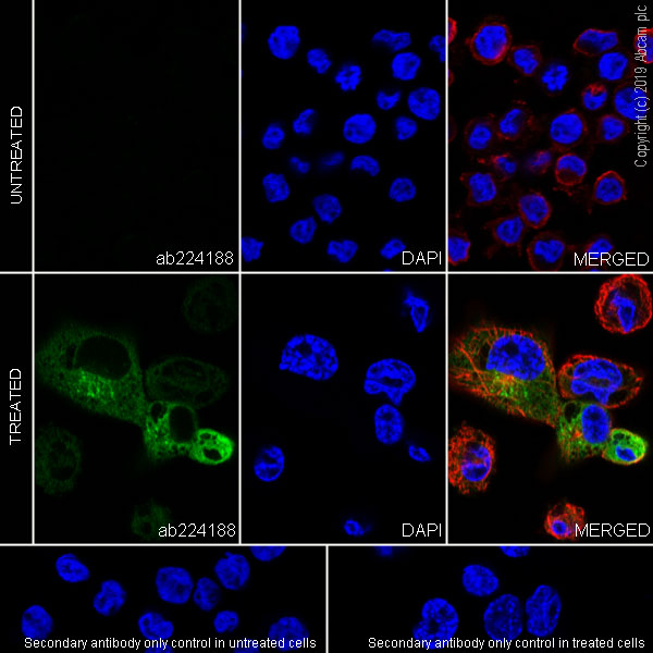 Immunocytochemistry/ Immunofluorescence - Anti-Macrophage Inflammatory Protein 3 alpha antibody [EPR22376-58] - BSA and Azide free (AB261730)