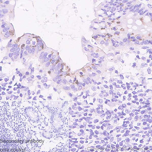 Immunohistochemistry (Formalin/PFA-fixed paraffin-embedded sections) - Anti-Macrophage Inflammatory Protein 3 alpha antibody [EPR22376-58] - BSA and Azide free (AB261730)