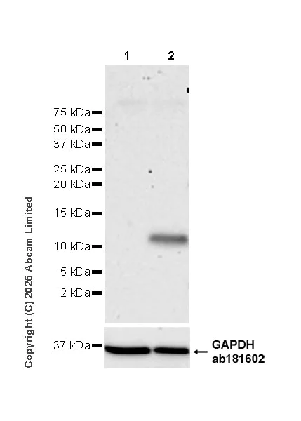 Western blot - Anti-Macrophage Inflammatory Protein 3 alpha/CCL-20 antibody [EPR29900-73] (AB325496)