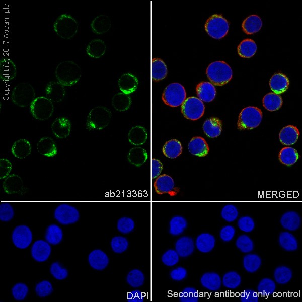 Immunocytochemistry/ Immunofluorescence - Macrophage Marker (CD11b, CD68, CD163, CD14, CD16) Antibody Panel - Human (ab254013), expandable thumbnail