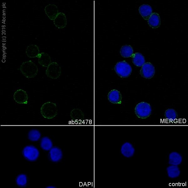 Immunocytochemistry/ Immunofluorescence - Macrophage Marker (CD11b, CD68, CD163, CD14, CD16) Antibody Panel - Human (AB254013), expandable thumbnail
