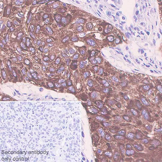 Immunohistochemistry (Formalin/PFA-fixed paraffin-embedded sections) - Macrophage Polarization Panel - Human IHC (AB278180)