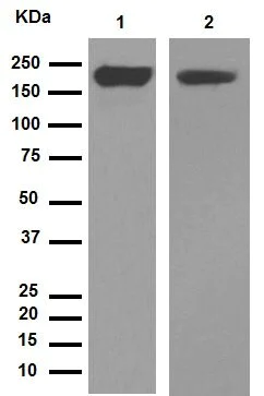 Western blot - Macrophage Polarization Panel - Human WB (AB278181)