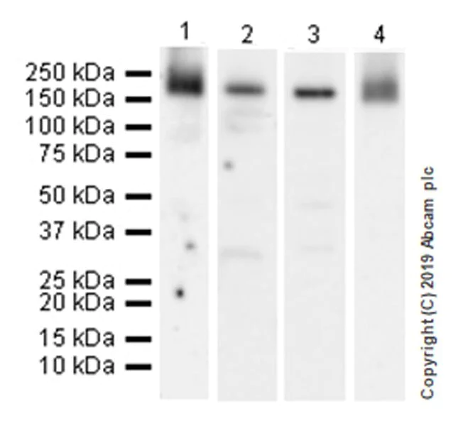Western blot - Macrophage Polarization Panel - Human WB (AB278181)