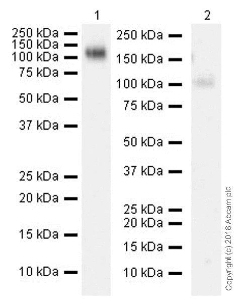 Western blot - Macrophage Polarization Panel - Human WB (AB278181)