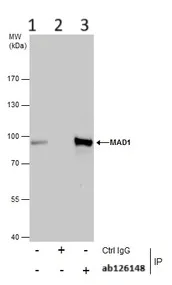 Immunoprecipitation - Anti-MAD1L1/MAD1 antibody (AB126148)