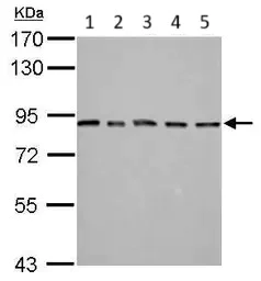 Western blot - Anti-MAD1L1/MAD1 antibody (AB126148)