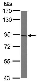 Western blot - Anti-MAD1L1/MAD1 antibody (AB126148), expandable thumbnail