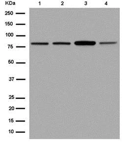 Western blot - Anti-MAD1L1/MAD1 antibody [EPR14676-23] - BSA and Azide free (AB250761)