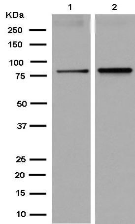 Western blot - Anti-MAD1L1/MAD1 antibody [EPR14676] (AB184175), expandable thumbnail
