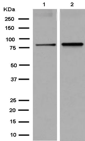 Western blot - Anti-MAD1L1/MAD1 antibody [EPR14676] - BSA and Azide free (AB250731)