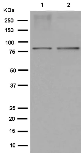 Western blot - Anti-MAD1L1/MAD1 antibody [EPR14676] - BSA and Azide free (AB250731)