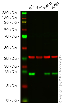 Western blot - Anti-Mad2L1 antibody [17D10] (AB10691)