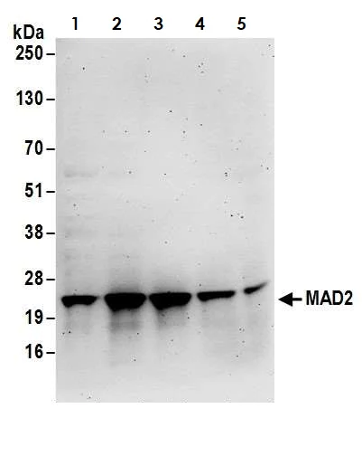 Western blot - Anti-Mad2L1 antibody (AB70385)