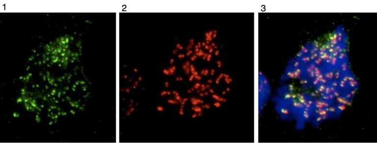 Immunocytochemistry/ Immunofluorescence - Anti-Mad2L1 antibody (AB97777)
