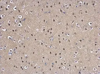Immunohistochemistry (Formalin/PFA-fixed paraffin-embedded sections) - Anti-Mad2L1 antibody (AB97777)
