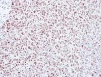 Immunohistochemistry (Formalin/PFA-fixed paraffin-embedded sections) - Anti-Mad2L1 antibody (AB97777)
