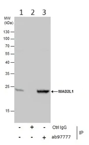 Immunoprecipitation - Anti-Mad2L1 antibody (AB97777)